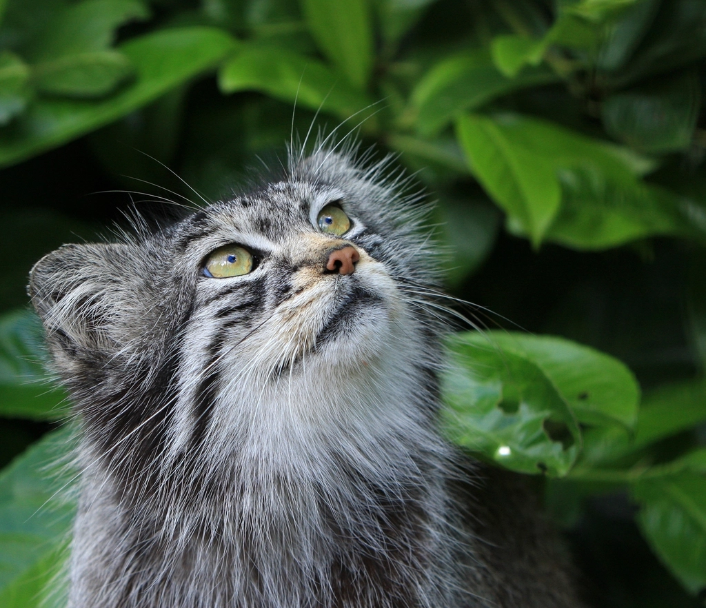 Close-up of a cat