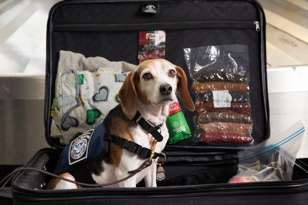 Dog ready to travel