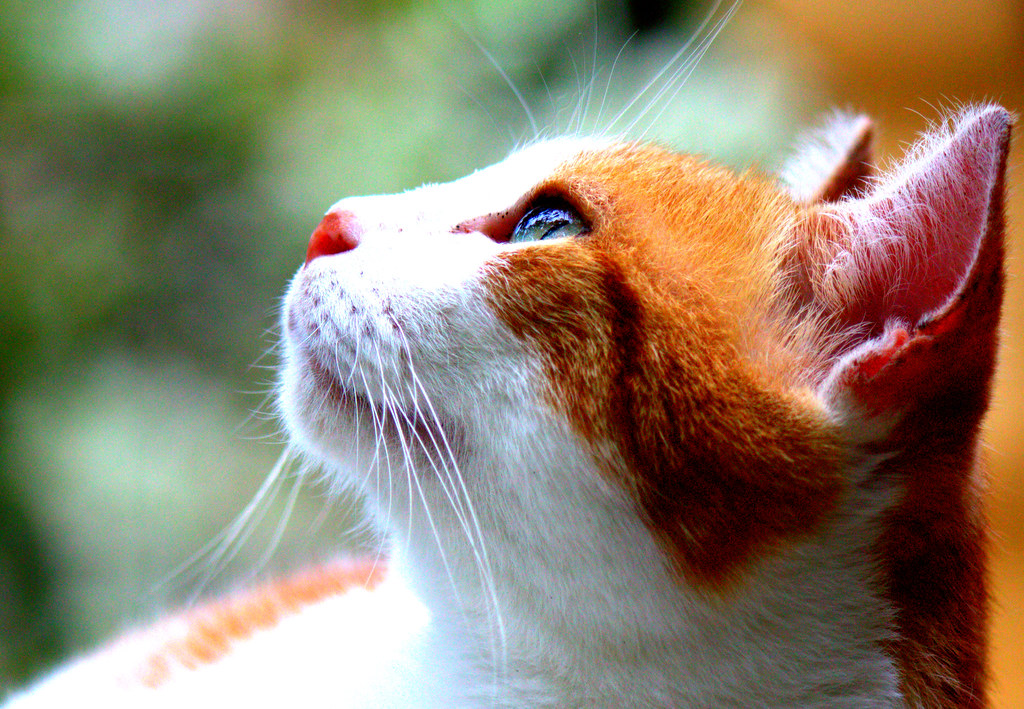 Cat portrait