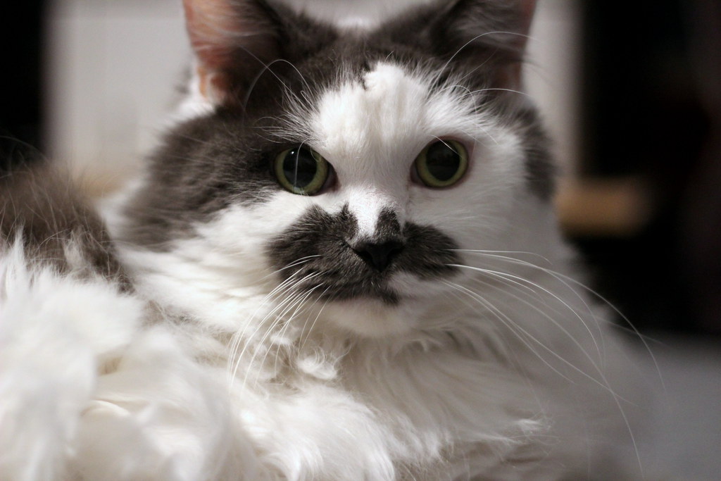 Happy, comfortable cat