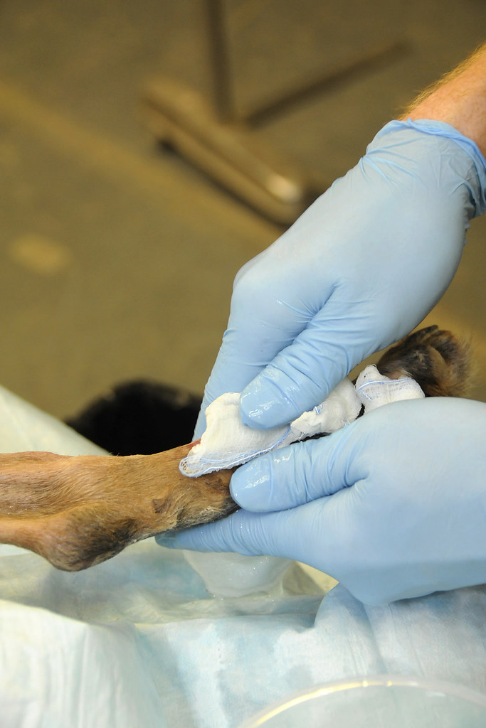 Dog receiving veterinary care