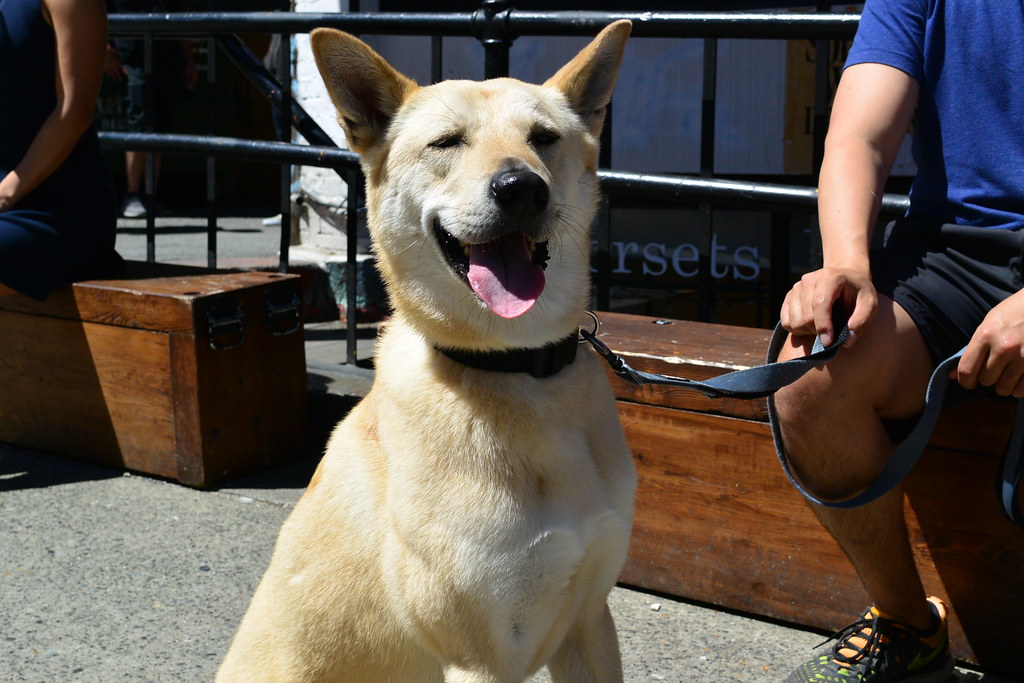Happy puppy
